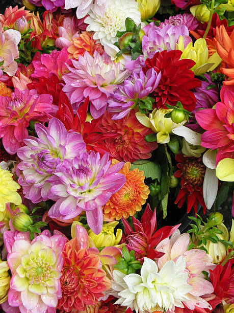 istock Colorful dahlia with waterdrops 174619272