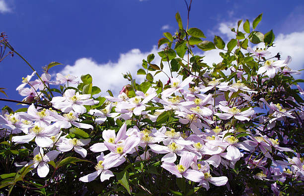 istock Woods shoot flowers in front of a blue sky 174619285