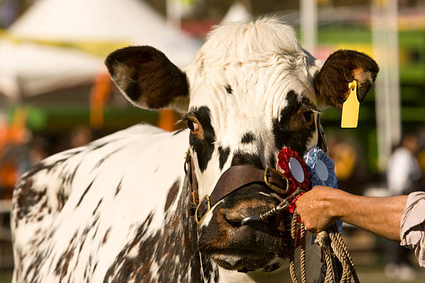 Shorthorn champion Shorthorn cattle champion cow. With ribbons, shot at an agricultural fair. wildlife tracking tag stock pictures, royalty-free photos & images