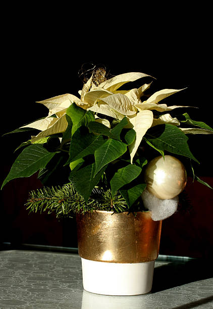 Bright poinsettia christmas star flower isolated on white background. Creative layout made of potted winter plant. Floral design element. Advent holiday symbol