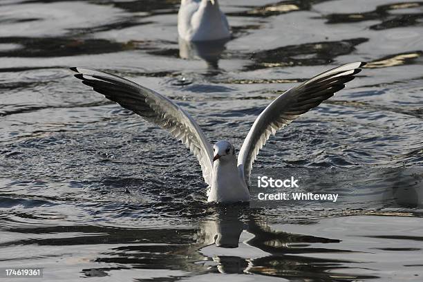 Foto de Larus Blackheaded Gaivota Ridibundus Se De Água De Alimentação e mais fotos de stock de Alimentar