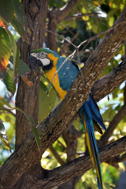 istock Blue and Yellow Macaw Parrot in a Tree 1746194710