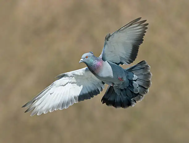 Photo of Pigeon coming in for a landing