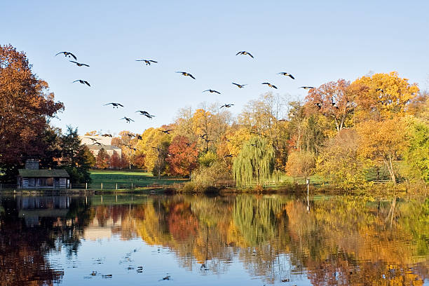 istock Autumn landscape with flock of birds 174619496