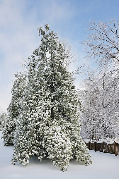 istock White Pine Covered in Ice and Snow after Winter Storm 174619516