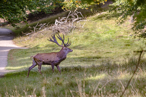 Male red deer, Cervus elaphus, posing in front of a bronze age burial mound after crossing a dirt road in a large public park called Dyrehaven north of Copenhagen. The park is part of a UNESCO World Heritage Site called The Kings North Zealand