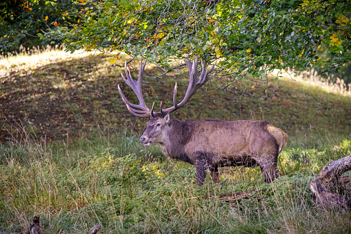 Stock photo of a taxidermied deer head.  High quality professional mount.  Isolated in camera, not cut out.