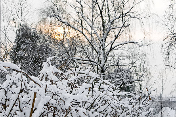 istock Winter in Norway  with sun through the trees. 174619882