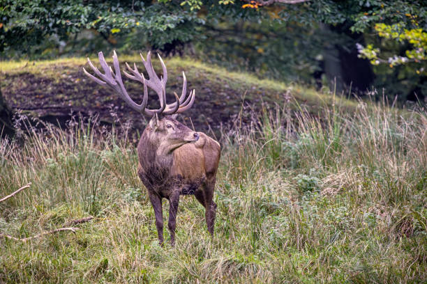 Male red deer, Cervus elaphus, posing in front of a bronze age burial mound and old oak trees in a large public park called Dyrehaven north of Copenhagen. The park is part of a UNESCO World Heritage Site called The Kings North Zealand