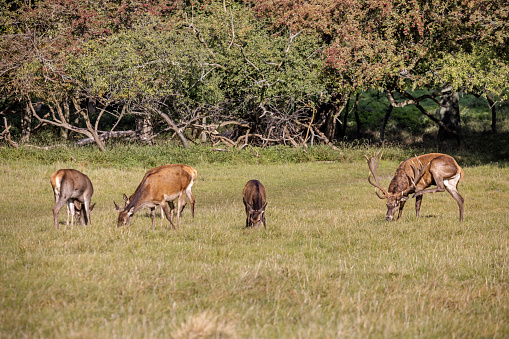 Small family of red deer, Cervus elaphus, in a open space in a large public park called Dyrehaven north of Copenhagen. The park is part of a UNESCO World Heritage Site called The Kings North Zealand