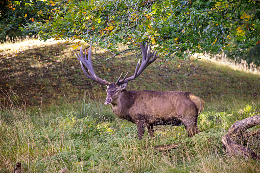 Portrait of a stag in a park, cloudy day in autumn (Austria)