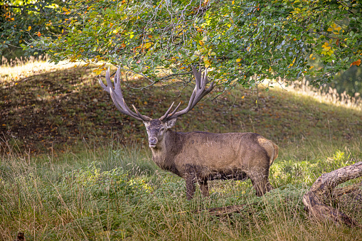 Male red deer, Cervus elaphus, posing in front of a bronze age burial mound and old oak trees in a large public park called Dyrehaven north of Copenhagen. The park is part of a UNESCO World Heritage Site called The Kings North Zealand