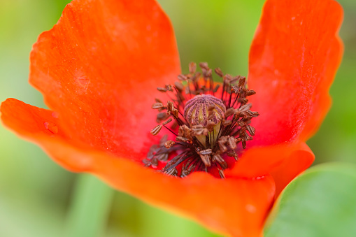 Blooming Poppy (Papaver rhoeas). It is also called poppy or corn rose, is a plant species from the genus poppy (Papaver) within the poppy family (Papaveraceae)