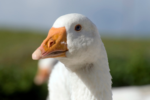 White goose close-up.
