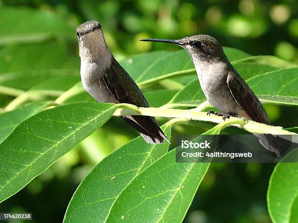 Dos Hummingbirds Ubicada En Una Rama Foto de stock y más banco de imágenes de Amistad - Amistad, Animal, Chattanooga