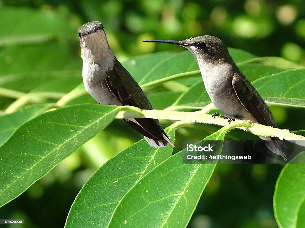 두 Hummingbirds 매력을 지점 - 로열티 프리 날기 스톡 사진