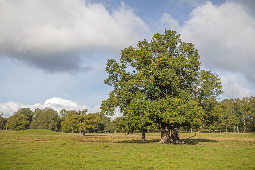 Oak tree at autumn in front of a Danish bronze age mound in the large public park called Dyrehaven north of Copenhagen. The park is part of a UNESCO World Heritage Site called The Kings North Zealand