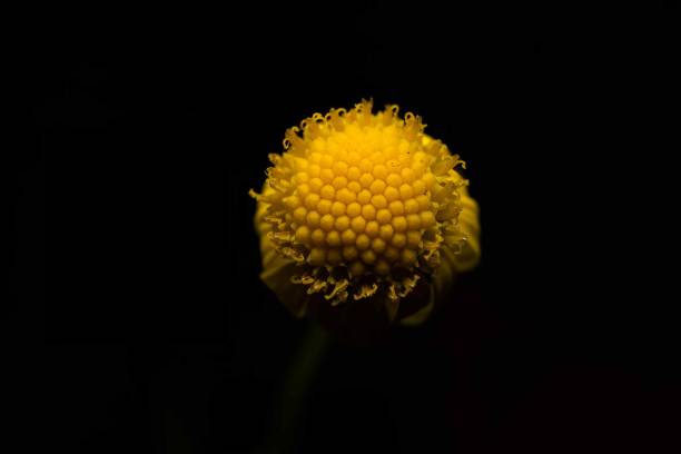 istock Yellow floral core on black background. 1746202905