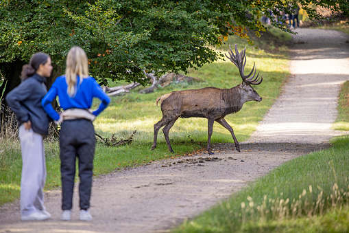 Dyrehaven, Denmark - October 18th 2023: Two young women watching a red deer stag, Cervus elaphus, crossing the road on a sunny day in Dyrehaven which is a public park north of Copenhagen famous for its many deer and an UNESCO World Heritage Site