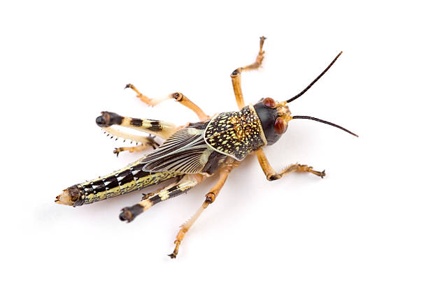 locust xxl - grasshopper locust isolated multi colored - fotografias e filmes do acervo