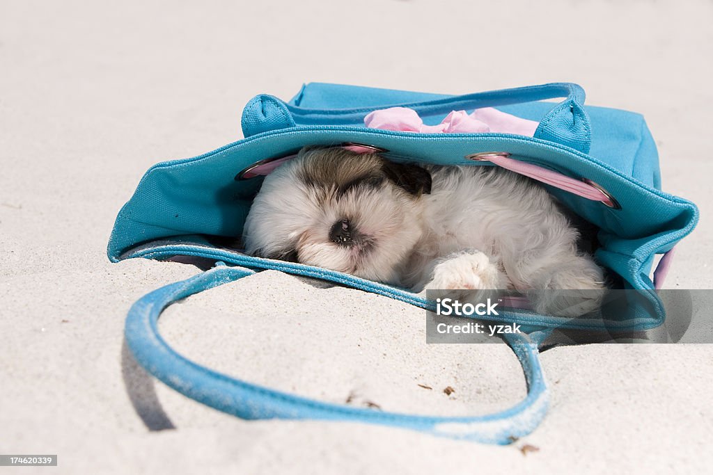 Carino Shih Tzu sulla spiaggia - Foto stock royalty-free di Cagnolino