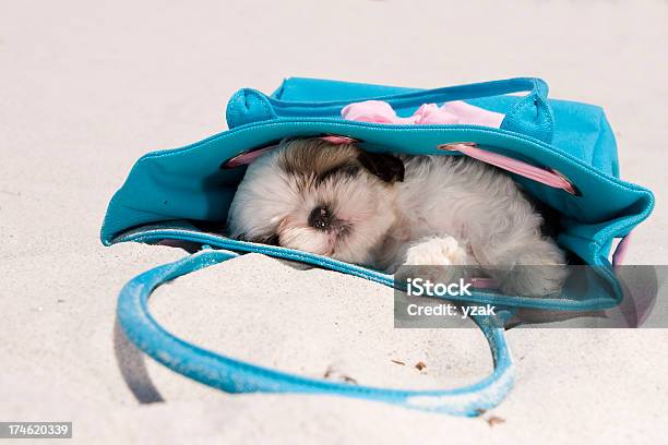 Carino Shih Tzu Sulla Spiaggia - Fotografie stock e altre immagini di Cagnolino - Cagnolino, Nascondere, Amicizia