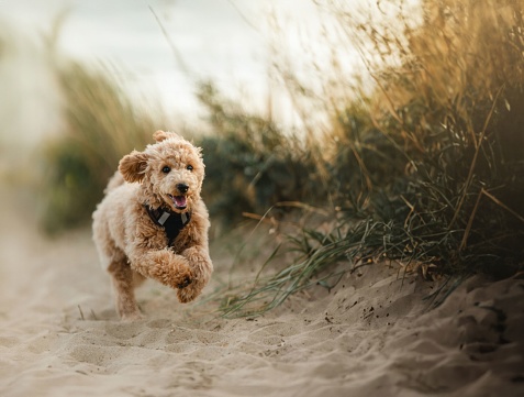 A brown poodle puppy running on the beach