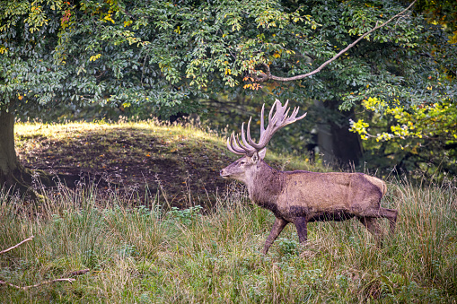 Male red deer, Cervus elaphus, posing in front of a bronze age burial mound and old oak trees in a large public park called Dyrehaven north of Copenhagen. The park is part of a UNESCO World Heritage Site called The Kings North Zealand