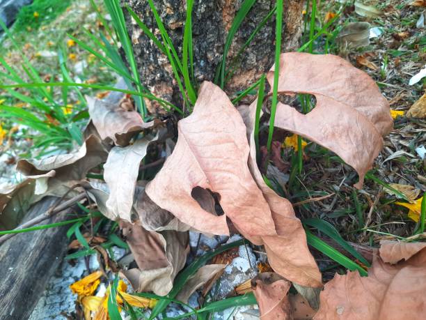 Dried leaves, dried flowers in the grass