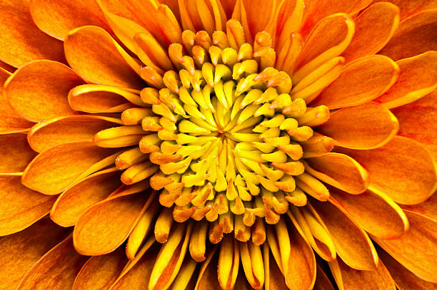 Extreme close-up of chrysanthemum petals.