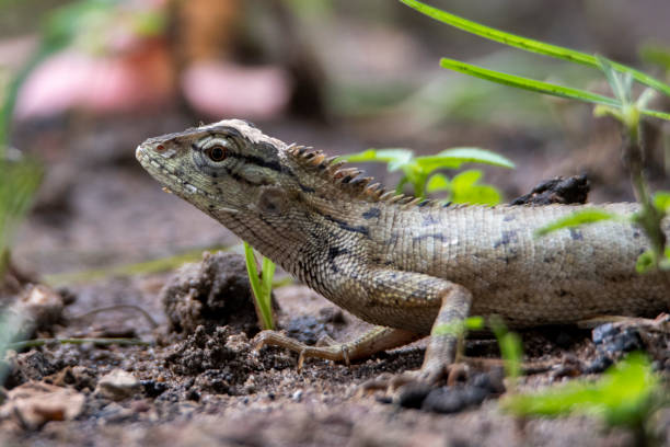 istock The oriental garden lizard, also called the eastern garden lizard, Indian garden lizard, common garden lizard, bloodsucker or changeable lizard, is an agamid lizard found widely distributed in Indo-Malaya 1746205303