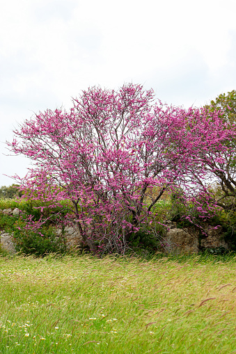 Cercis genus tree blossoming with purple flowers