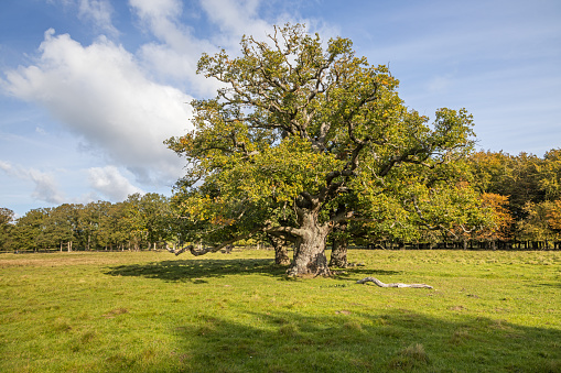 Small group of old oak trees on a meadow in the large public park called Dyrehaven north of Copenhagen. The park is part of a UNESCO World Heritage Site called The Kings North Zealand