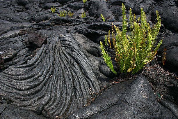 istock new plant growth on volcano basalt lava Hawaii 174620710