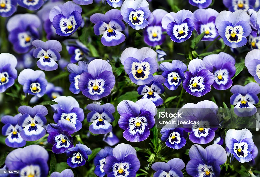 Pansy flores con caras - Foto de stock de Antropomórfico libre de derechos