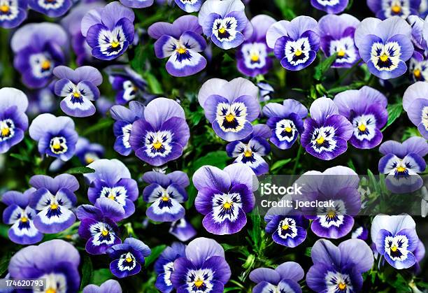 Pansy Flores Con Caras Foto de stock y más banco de imágenes de Antropomórfico - Antropomórfico, Cabeza de flor, Cara antropomórfica