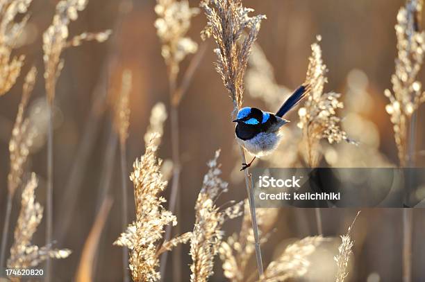 Scricciolo Fatato - Fotografie stock e altre immagini di Scricciolo fatato - Scricciolo fatato, Acqua, Acquitrino di torbiera