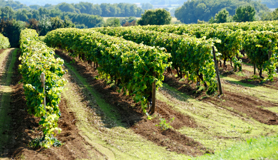 Grape Vines growing in the Charente region of France, near the city of Cognac
