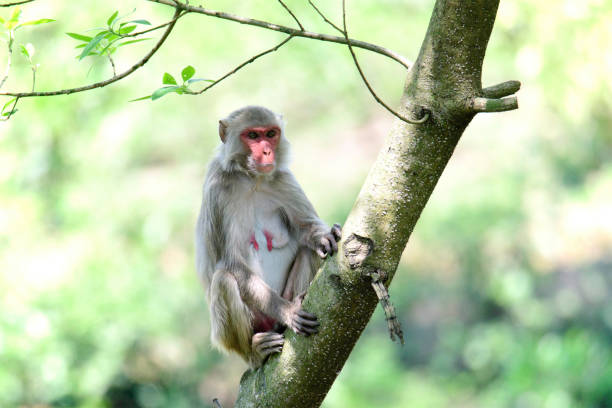 istock thirsty monkey, monkey drinking water, This picture was taken from satchori National Park, sylhet bangladesh 1746208415