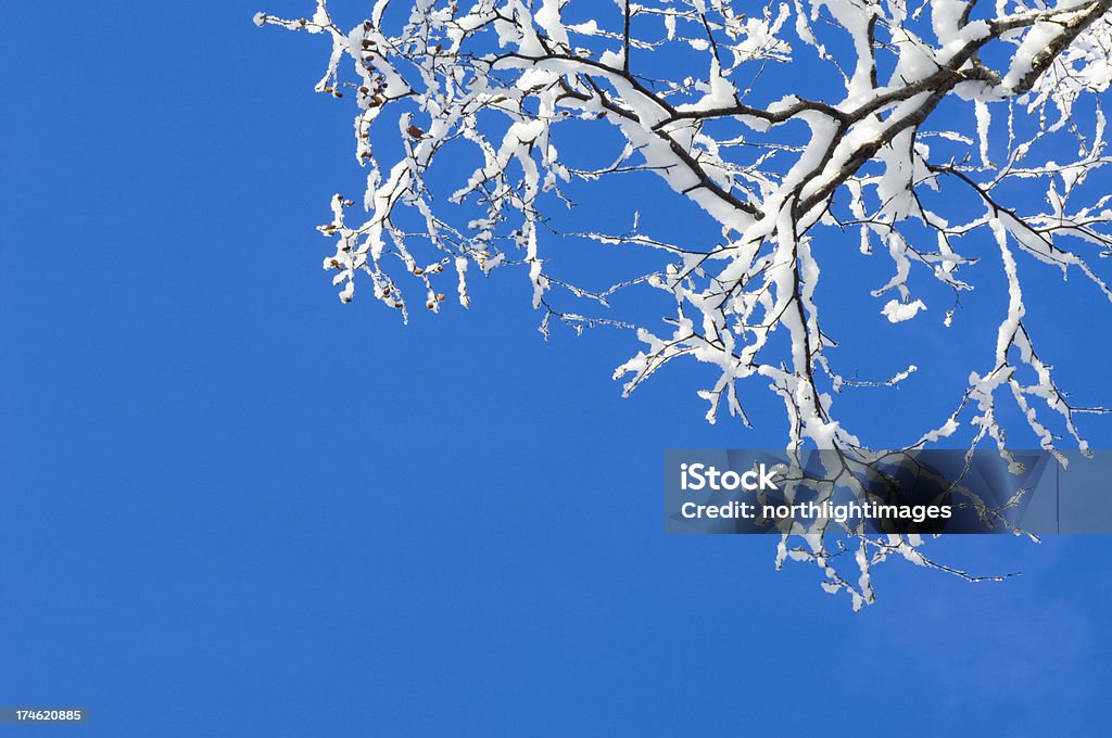 Neve coberta de ramos - Royalty-free Abstrato Foto de stock