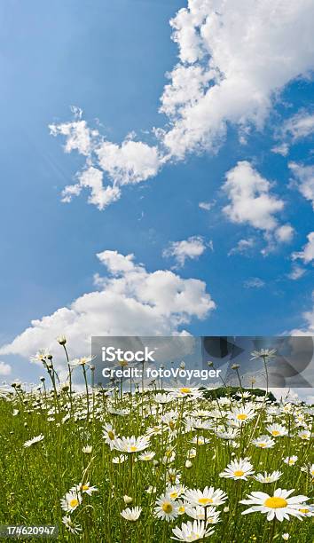 Daisy Wiese Big Blue Skies Stockfoto und mehr Bilder von Blau - Blau, Feld, Himmel