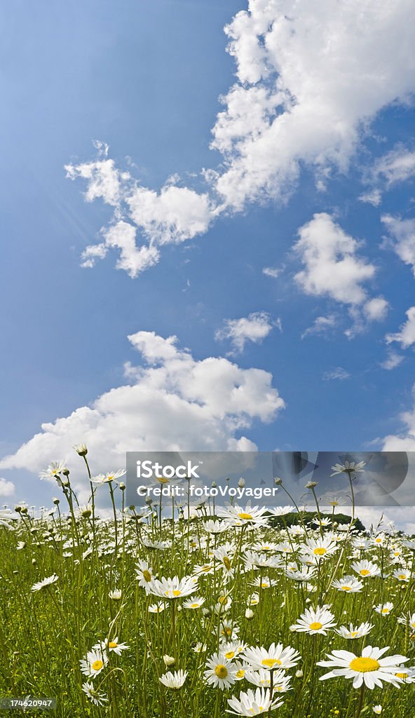 Daisy meadow big blue skies White fluffy clouds floating in a blue sky above lus green meadow of new season wild daisies following the sun. ProPhoto RGB profile for maximum color fidelity and gamut. Agricultural Field Stock Photo