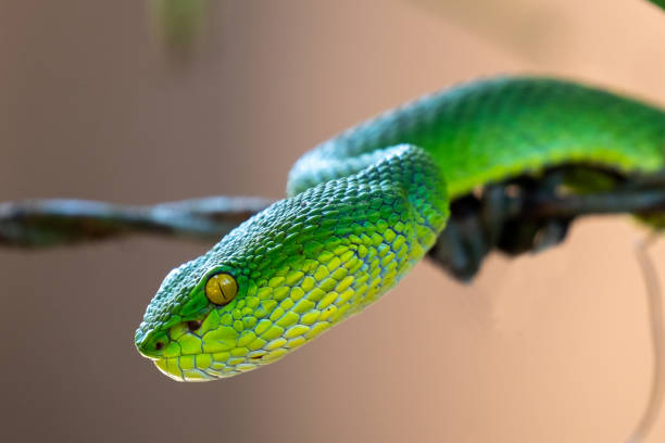 istock Close up photo of a Green Pit viper (Trimeresurus macrops) 1746209658