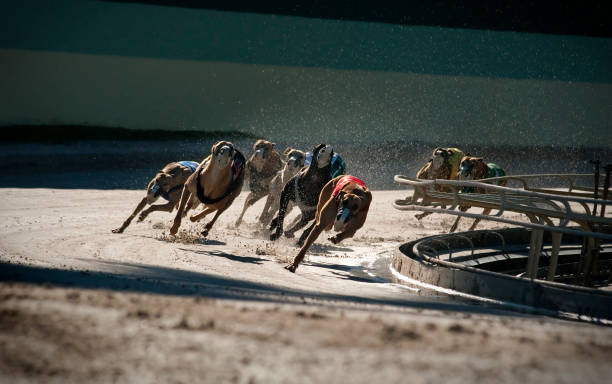 greyhounds 5 von 7 - windhund stock-fotos und bilder