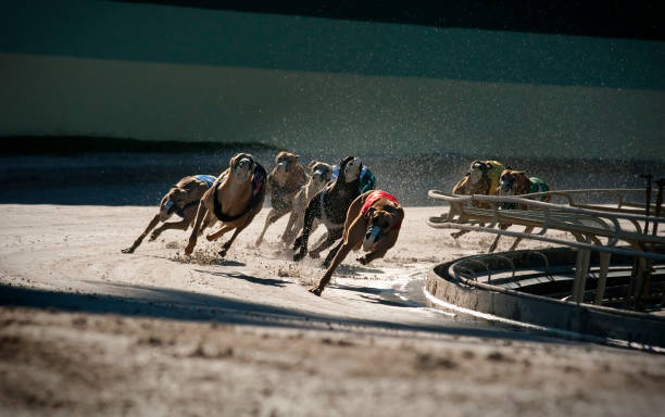 greyhounds 5 de 7 - galgo inglés fotografías e imágenes de stock