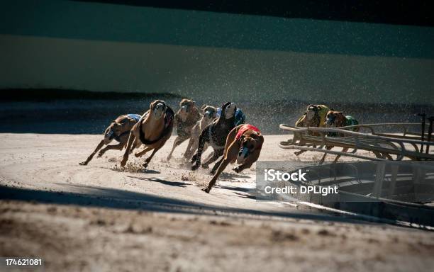 Greyhounds 5 Of 7 Stock Photo - Download Image Now - Dog Racing, Greyhound, Sports Race