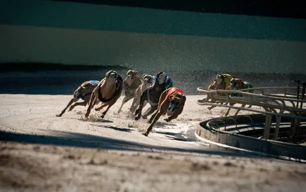 Greyhounds racing: 5 of 7. (High iso/high speed shot). You may also be interested in: