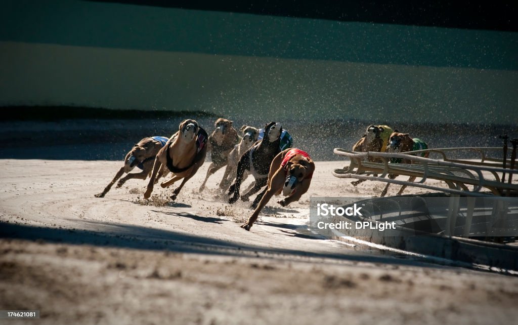 Greyhounds 5 de 7 - Foto de stock de Corrida de galgos royalty-free