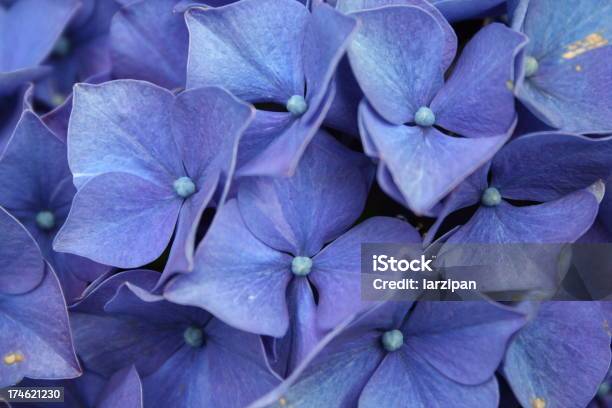 Hydrangeas Brillante Foto de stock y más banco de imágenes de Amor - Sentimiento - Amor - Sentimiento, Azul, Azul turquesa