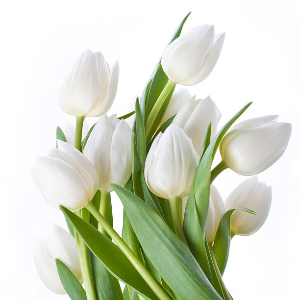 Bunch of beautiful white tulips Beautiful tulips isolated on white background white tulips stock pictures, royalty-free photos & images